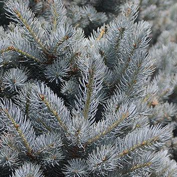 Picea pungens 'Montgomery' ~ Montgomery Blue Spruce