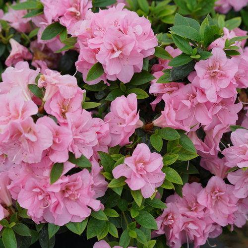 Rhododendron x 'NCRX3' ~ PW® Perfecto Mundo® Double Pink Azalea