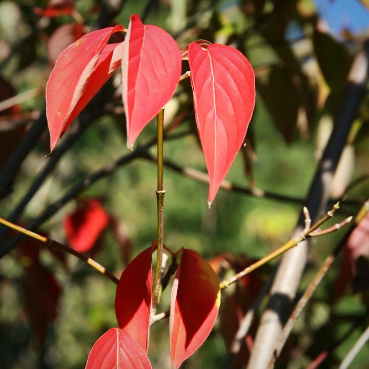 Cornus kousa x 'Rutgan' ~ Cornejo rosa estelar