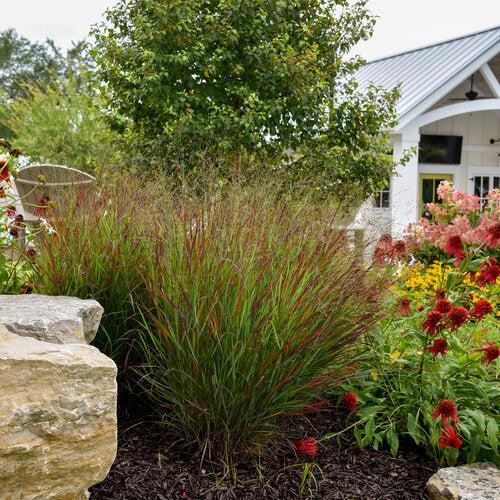 Panicum virgatum 'Cheyenne Sky' PP23209 ~ Prairie Winds® Cheyenne Sky Switch Grass