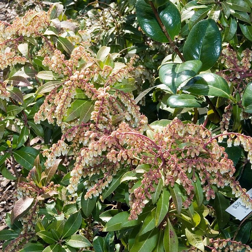 Pieris japonica 'Fuego de Montaña' ~ Fuego de Montaña Pieris