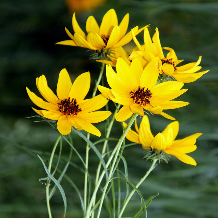 Helianthus salicifolius 'Autumn Gold' ~ Autumn Gold Willow-Leaved Sunflower