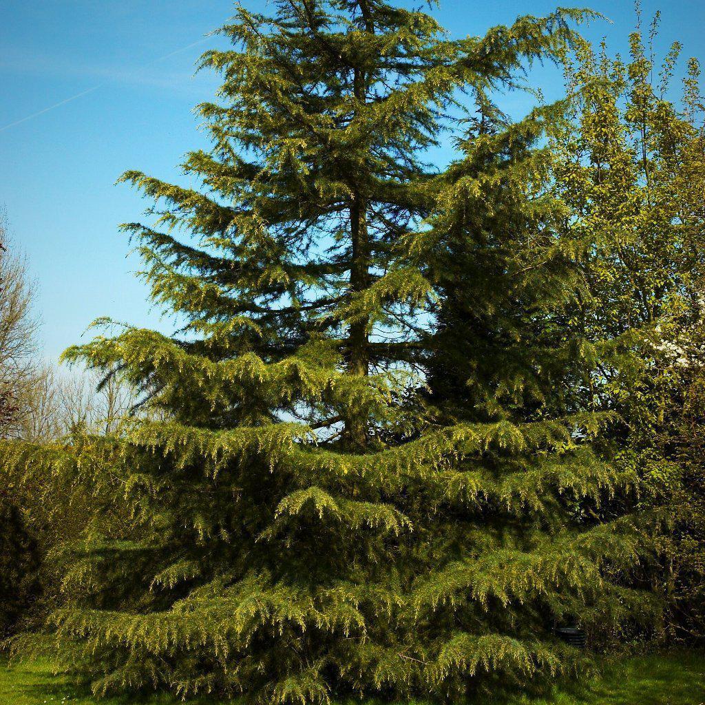 Cedrus deodara ~ Cedro Deodar