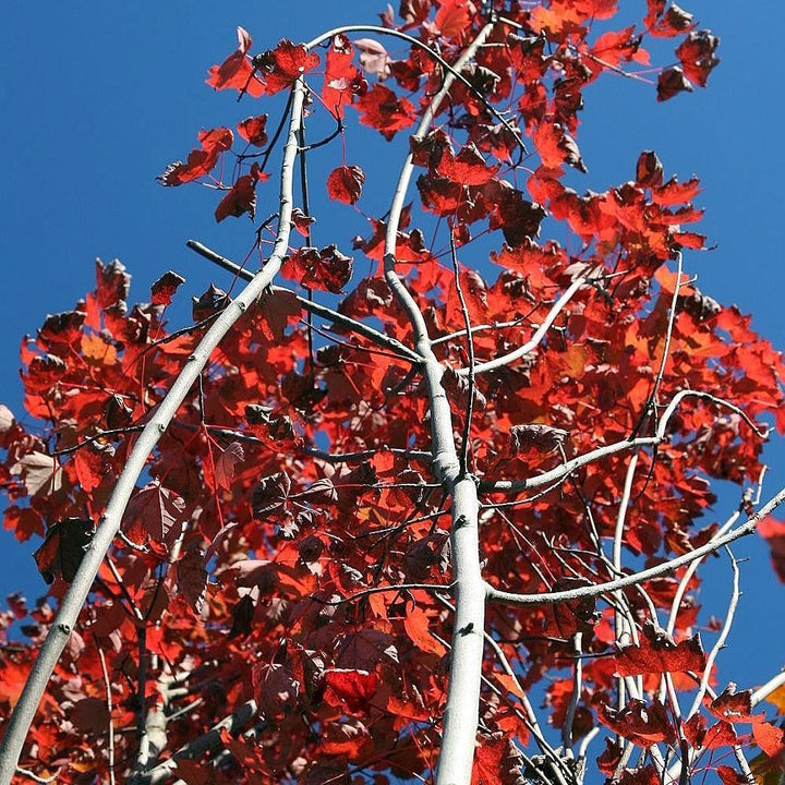 Acer rubrum 'Brandywine' ~ Brandywine Red Maple