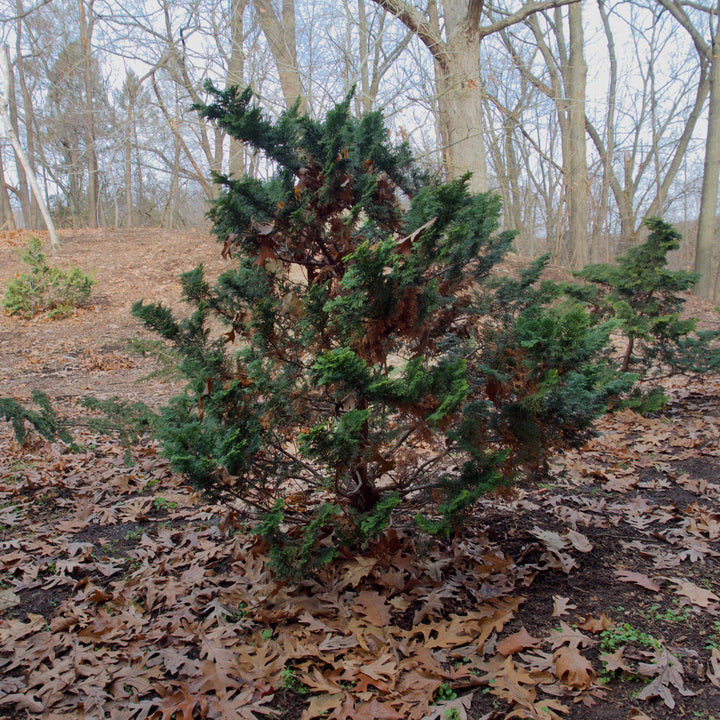 Chamaecyparis obtusa 'Gracilis' ~ Slender Hinoki False Cypress