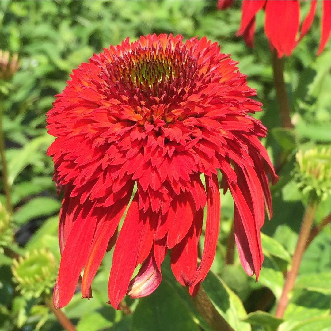 Echinacea x 'Hot Papaya' ~ Hot Papaya Echinacea, Coneflower