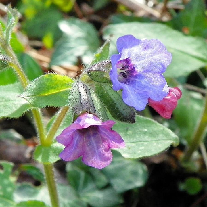 Pulmonaria 'Raspberry Splash' ~ Raspberry Splash Lungwort