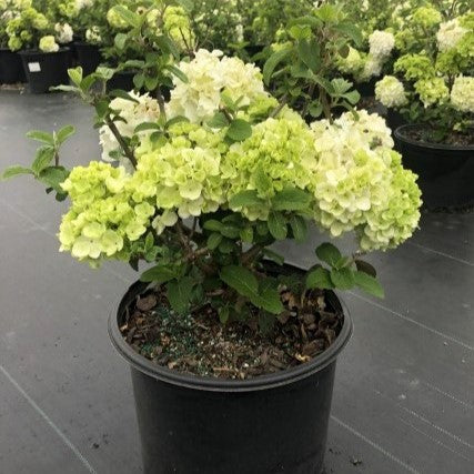 Viburnum macrocephalum 'Sterile' ~  Sterile Viburnum, Chinese Snowball