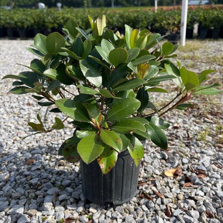 Rhaphiolepis indica 'Blancanieves' ~ Espino indio blanco como la nieve