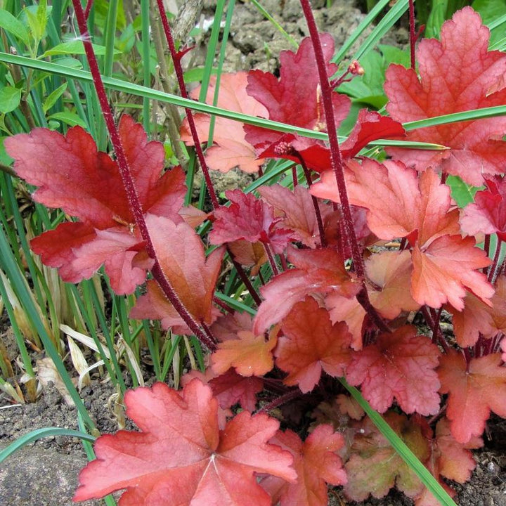 Heuchera x 'Fire Chief' ~ Fire Chief Coral Bells