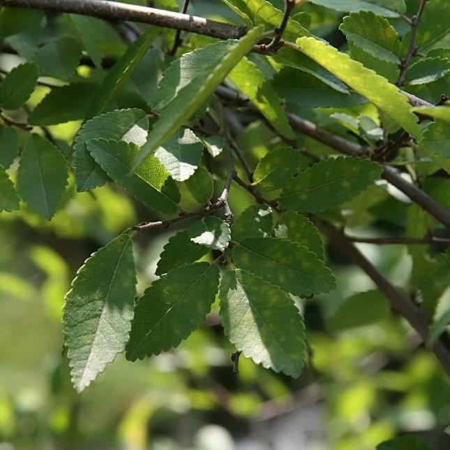 Ulmus parvifolia 'Emer II' ~ Allee Lacebark Elm