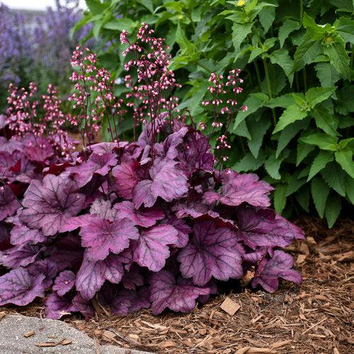 Heuchera 'Wild Rose' ~ Primo® Wild Rose Heuchera