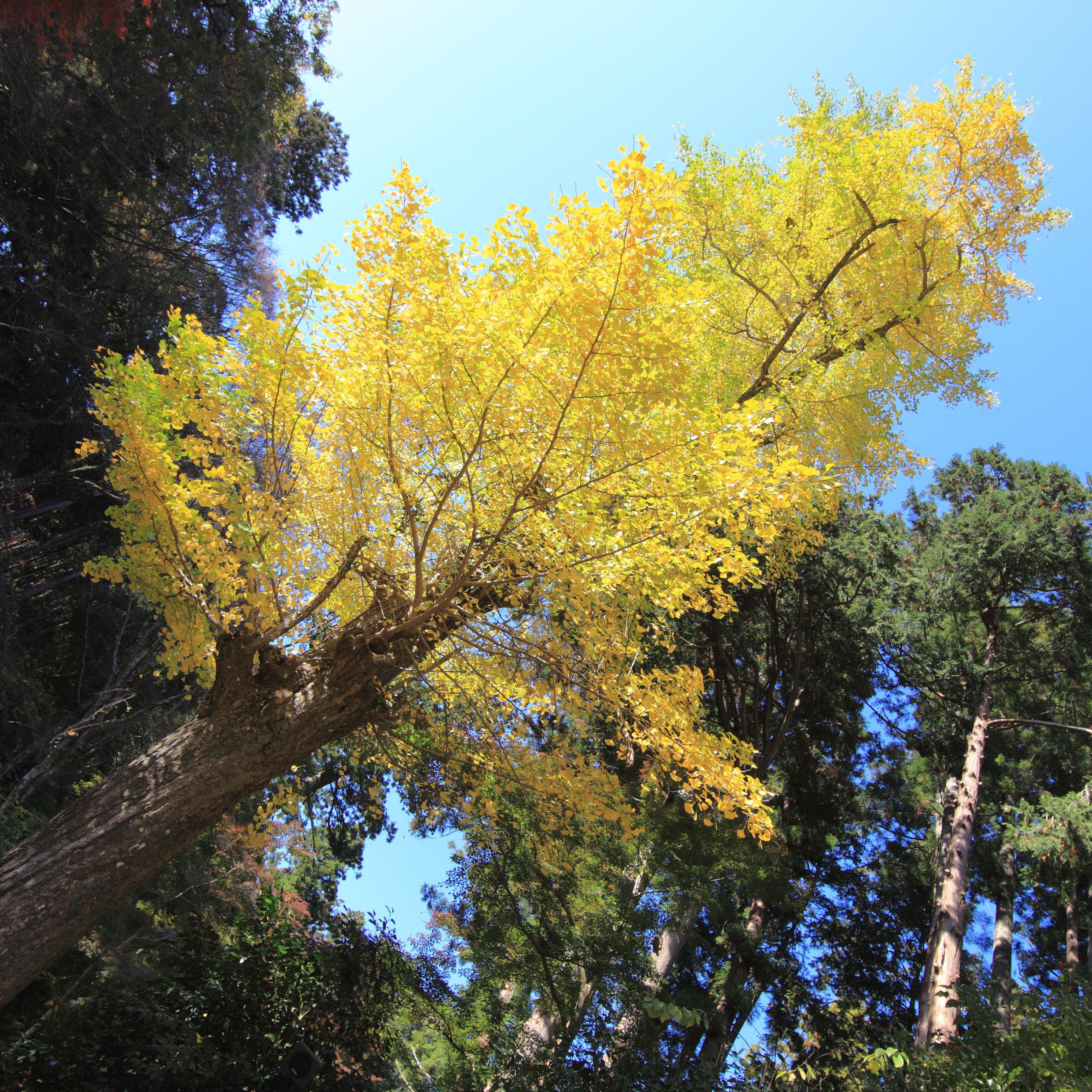 GINKGO BILOBA 金貨　純金 10 AUTUMN GOLD GINKGO SEEEDS - Ginkgo biloba 'Autumn Gold