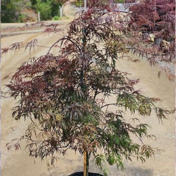 Acer palmatum var. dissectum 'Tamukeyama' ~ Tamukeyama Japanese Maple