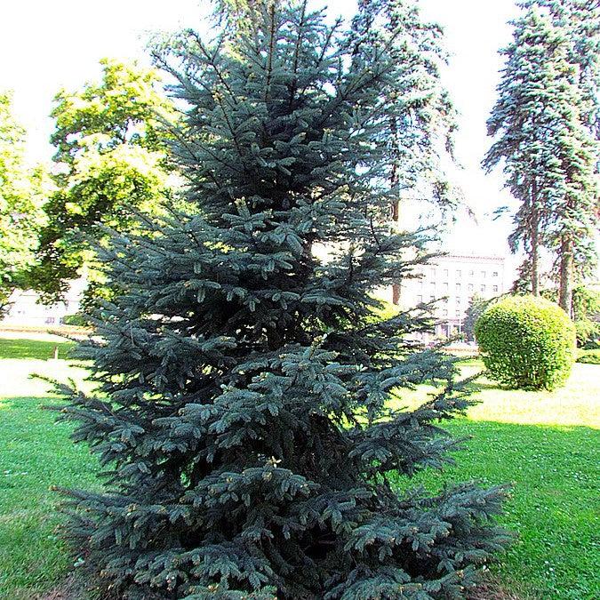 Picea pungens 'Fat Albert' ~ Abeto azul Fat Albert