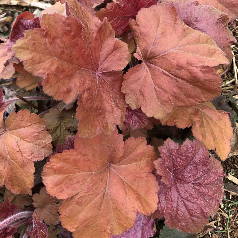 Heuchera 'Southern Comfort' ~ Southern Comfort Coral Bells, Heuchera