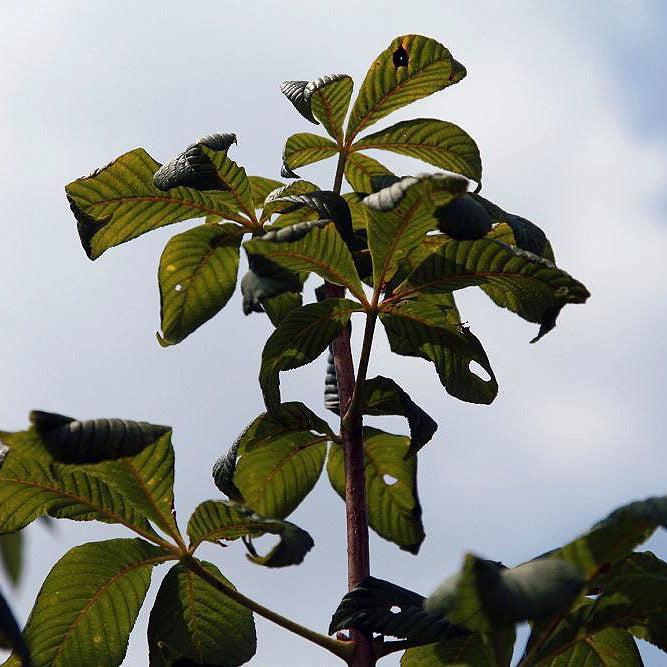 Aesculus x carnea 'Fort McNair' ~ Fort McNair Red Horsechestnut