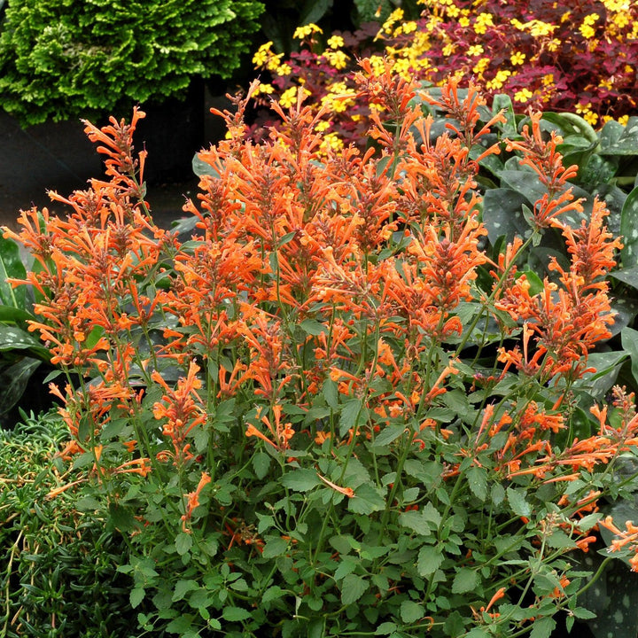 Agastache ‘Kudos Mandarin’ ~ Kudos™ Mandarin Hummingbird Mint, Hyssop