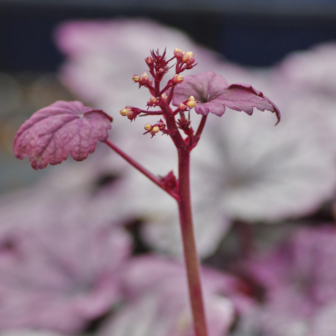 Heuchera ‘Sugar Plum’ ~ Sugar Plum Coral Bells