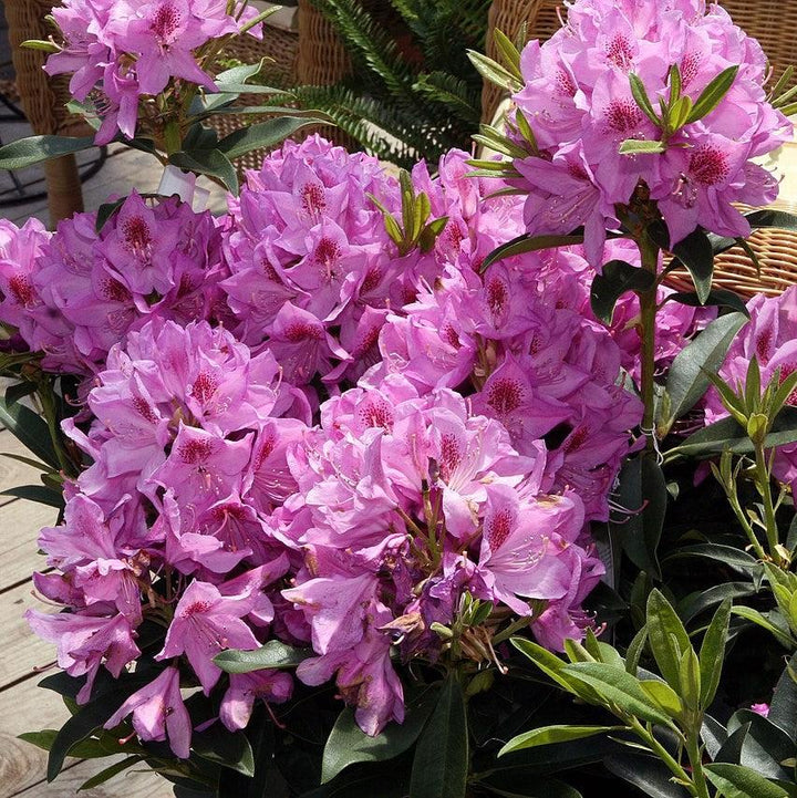 Rhododendron 'Anah Kruschke' ~ Anah Kruschke Azalea