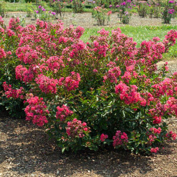 Lagerstroemia indica 'Conlagras' PP #29,006 ~ Bellini® Raspberry Crape Myrtle