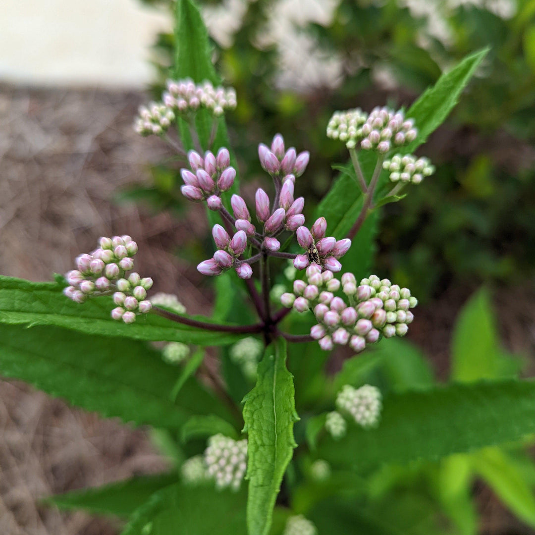 Eupatoriadelphus fistulosa ~ Hollow Stem Joe Pye Weed