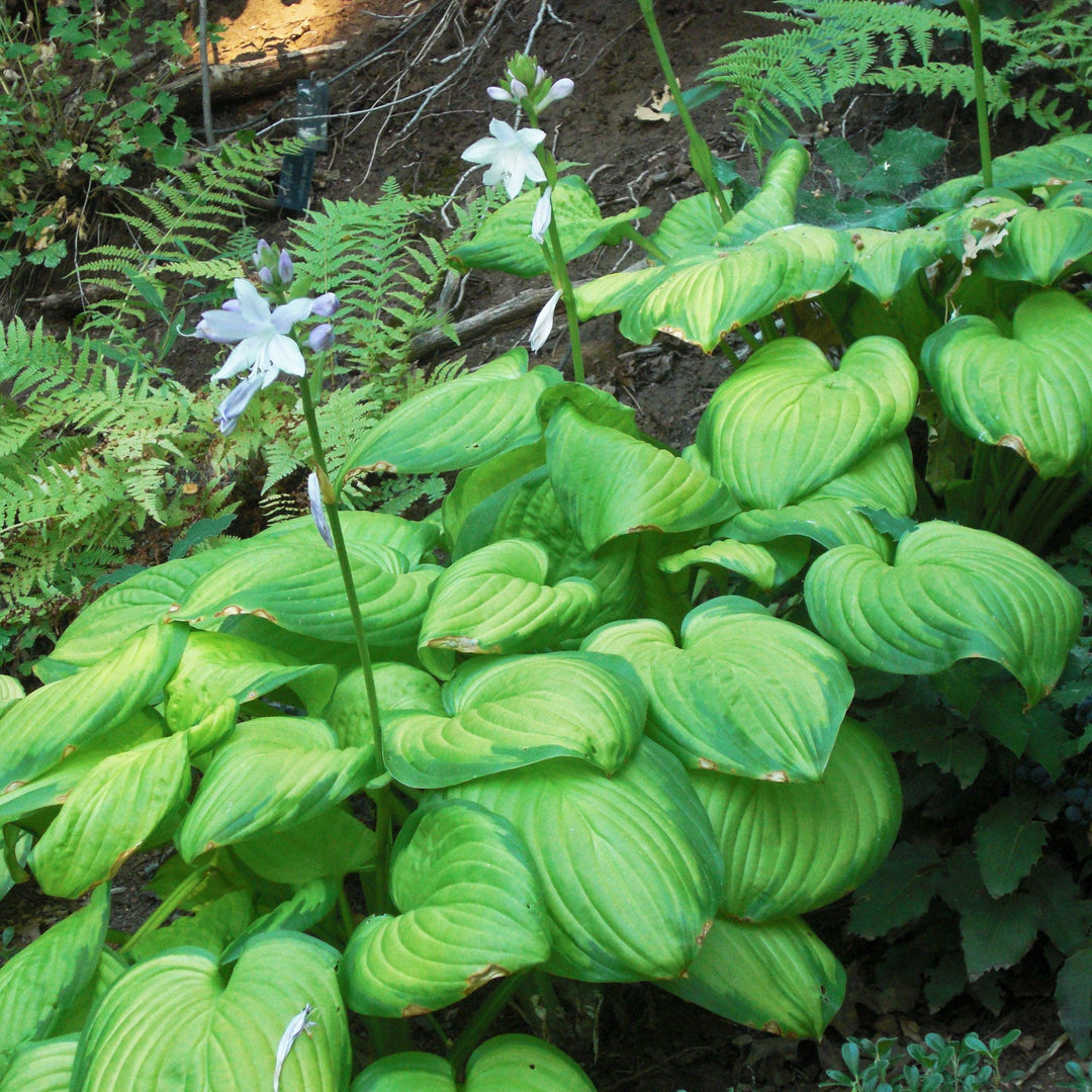 Hosta 'Stained Glass' ~ Stained Glass Hosta