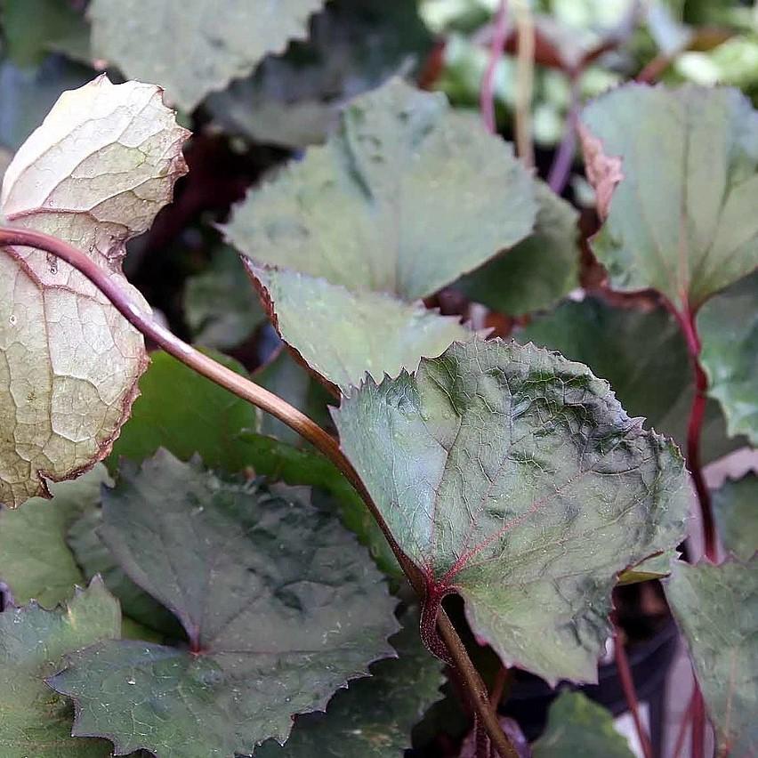 Ligularia dentata 'Othello' ~ Othello Leopard Plant