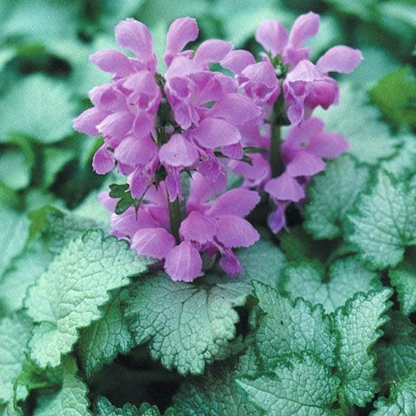 Lamium maculatum 'Orchid Frost' ~ Orchid Frost Deadnettle