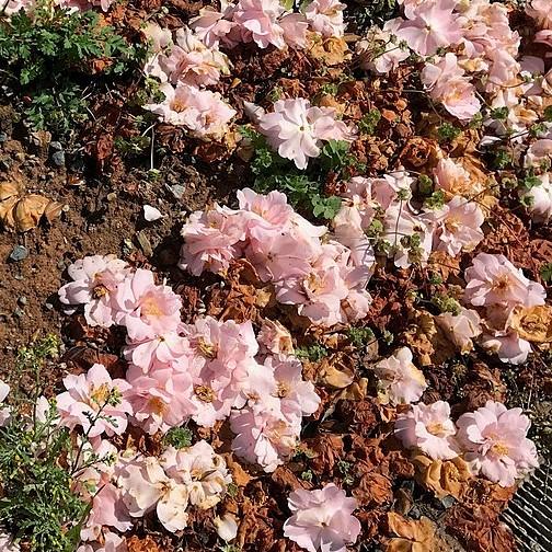 Camellia japonica 'April Blush' ~ Abril Blush Camellia