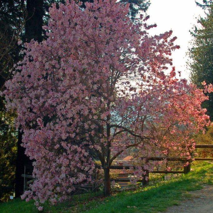 Magnolia loebneri 'Leonard Messel' ~ Leonard Messel Magnolia