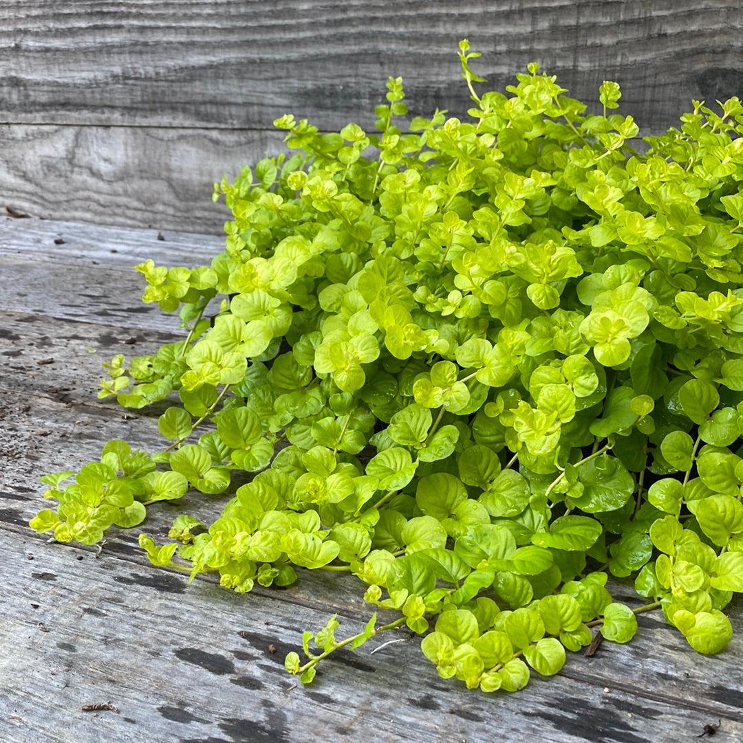 Lysimachia nummularia 'Aurea' ~ Golden Creeping Jenny