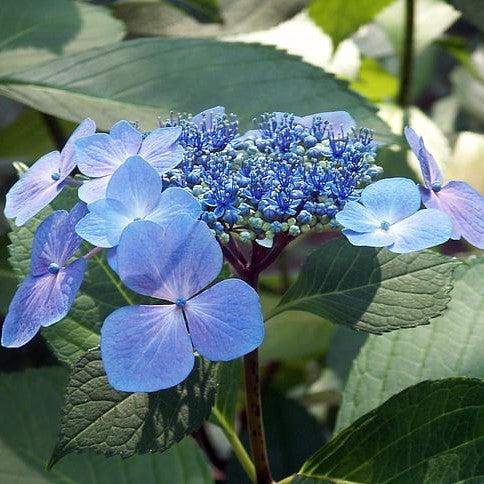 Hydrangea macrophylla 'Bailmacsix' ~ Endless Summer® Pop Star® Hydrangea