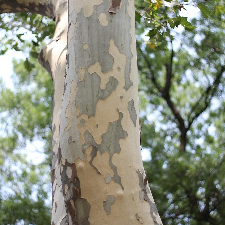 Platanus acerifolia 'Morton Circle' ~ EXCLAMATION!™ London Planetree