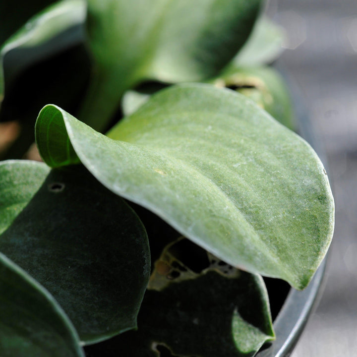 Hosta 'Blue Mouse Ears' ~ Blue Mouse Ears Hosta