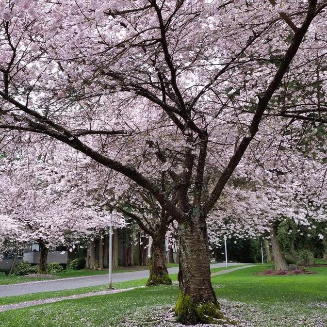 Prunus x yedoensis 'Akebono' ~ Cereza en flor de Akebono