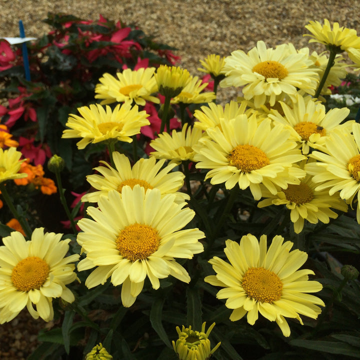 Leucanthemum superbum 'Real Sunbeam' ~ REALFLOR® Real Sunbeam Shasta Daisy