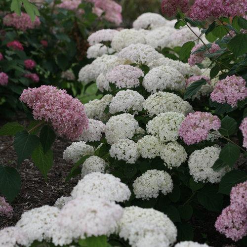 Hydrangea arborescens 'NCHA5' ~ Invincibelle® Wee White Smooth Hydrangea