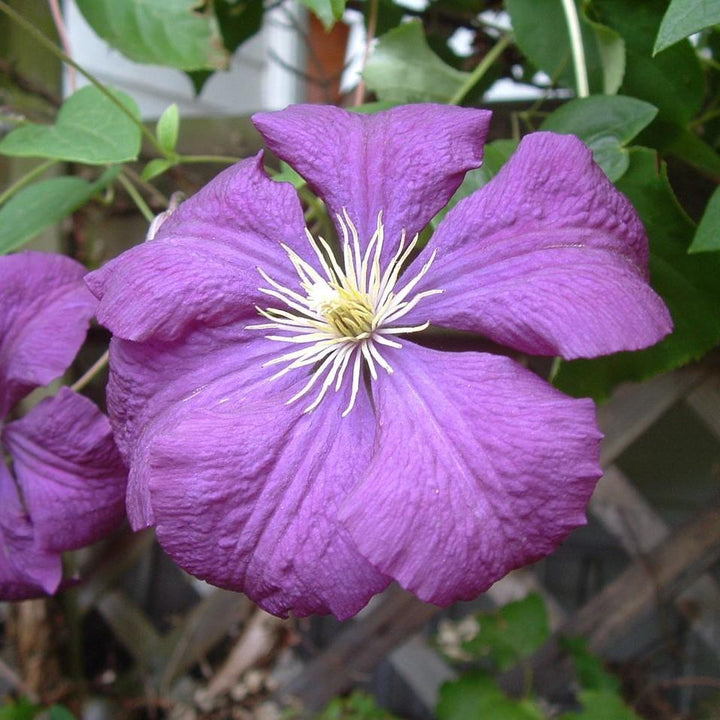 Clematis 'Jackmanii' ~ Jackmanii Clematis, Jackman's Clematis