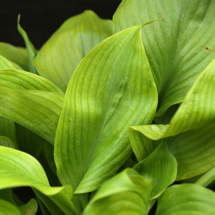 Hosta 'Guacamole' ~ Guacamole Hosta