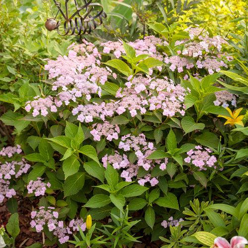 Hydrangea serrata 'MAKD' ~ Tiny Tuff Stuff™ Hydrangea