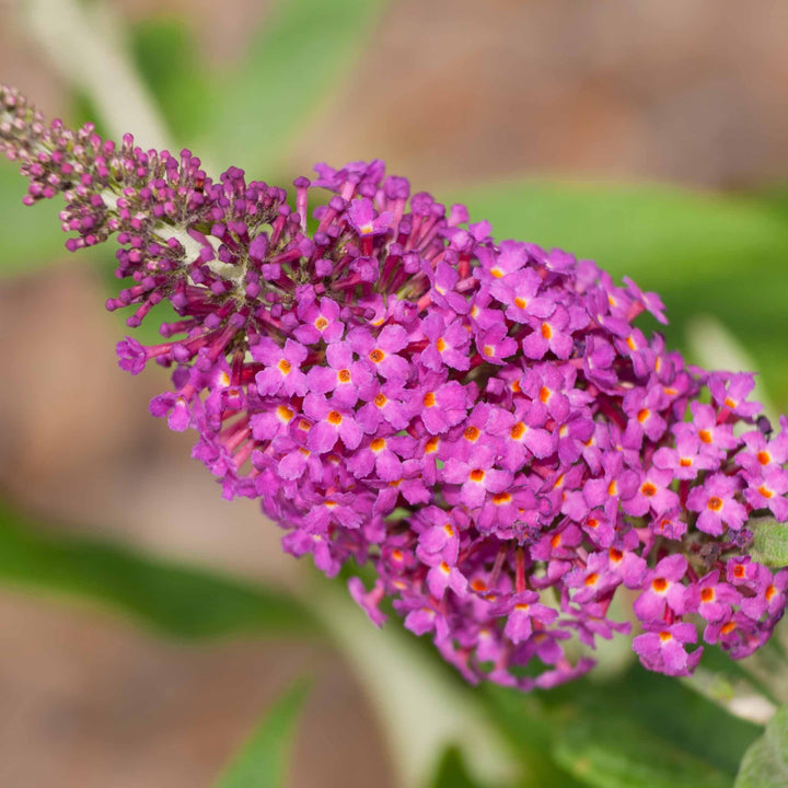 Buddleia 'Miss Ruby' PP19,950 ~ Miss Ruby Butterfly Bush