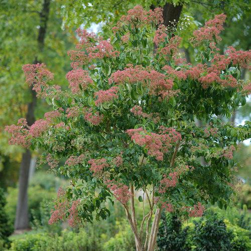 Heptacodium miconioides 'SMNHMRF' ~ Temple of Bloom® Seven-Son Flower