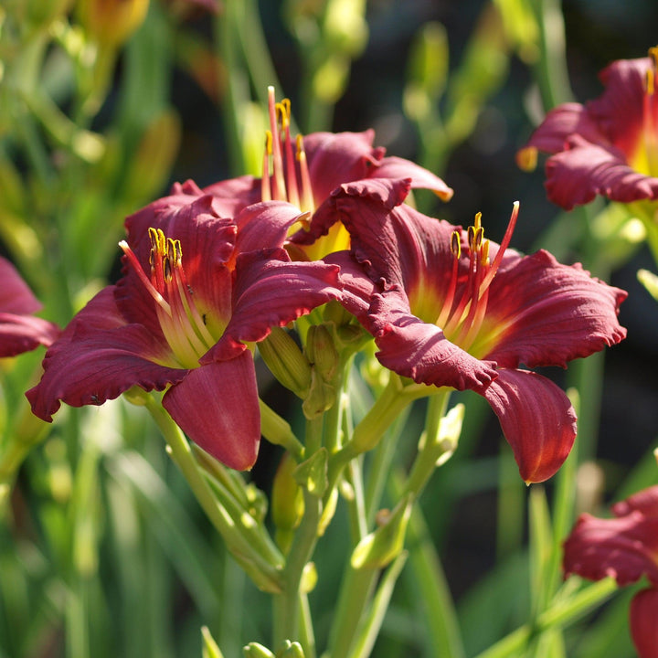 Hemerocallis 'Pardon Me' ~ Pardon Me Daylily