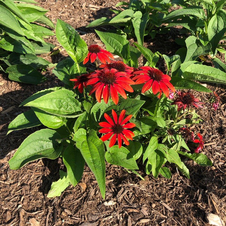 Echinacea x 'Balsomanita' PPAF ~ Sombrero® Sangrita Coneflower