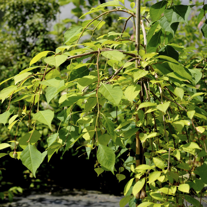 Styrax japonicus 'Fragrant Fountain' ~ Fragrant Fountain Japanese Snowbell