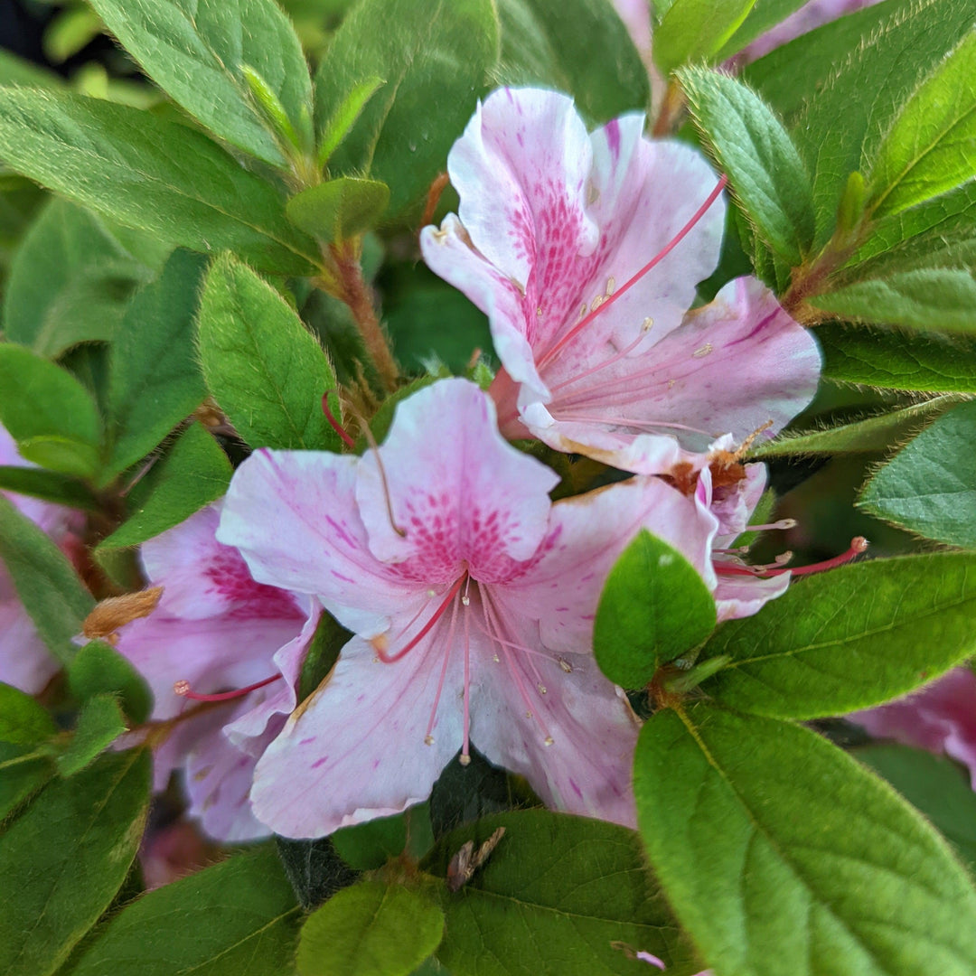 Rododendro 'Conlep' ~ Encore® Autumn Twist™ Azalea