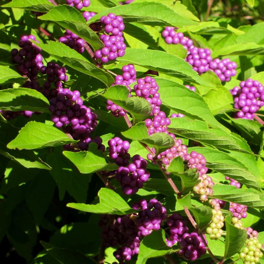 Callicarpa dichotoma 'Issai ~ Issai Beautyberry