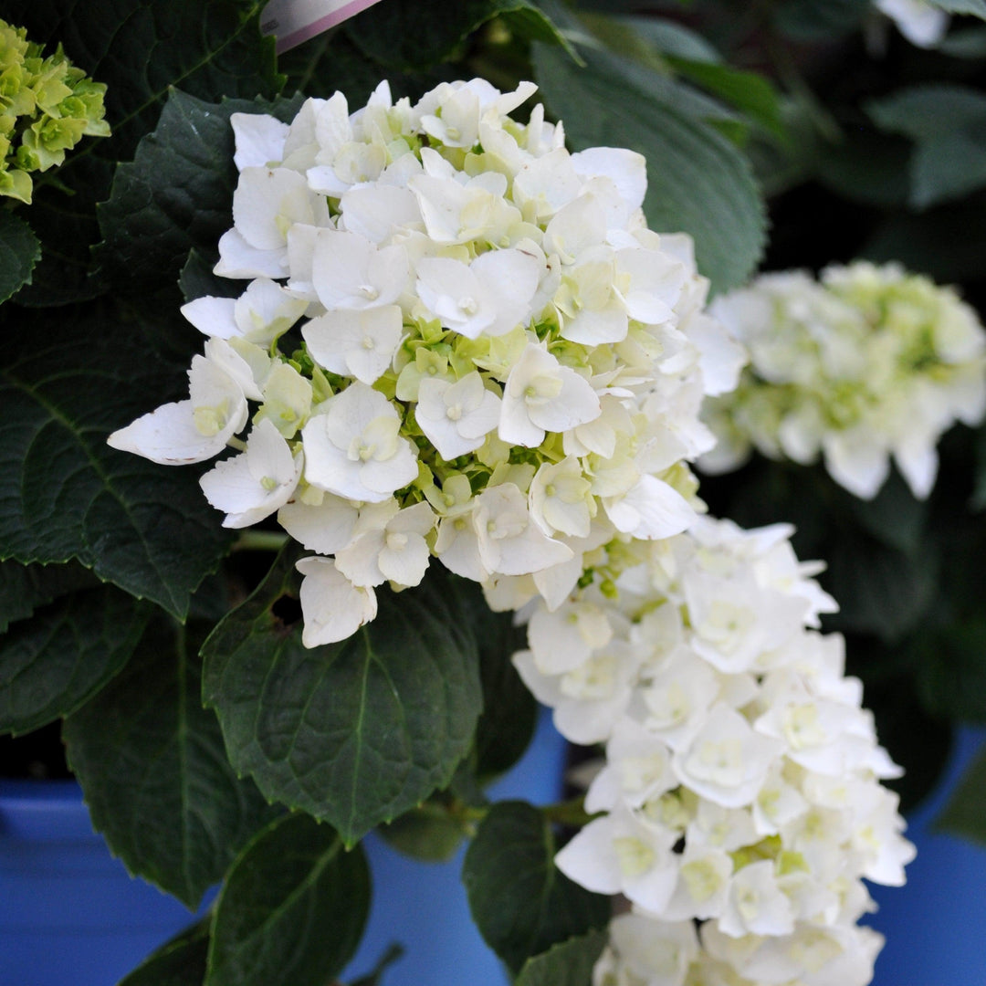 Hydrangea macrophylla 'Blushing Bride' ~ Endless Summer® Blushing Bride® Hortensia