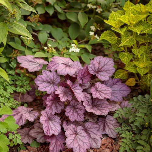 Heuchera 'Wild Rose' ~ Primo® Wild Rose Heuchera